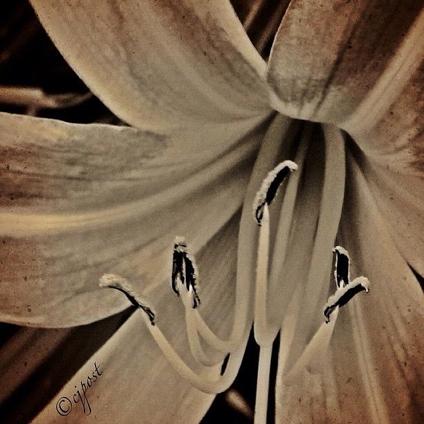 Nature Photograph - Flower In Muted Tones #flower #flora by Cynthia Post