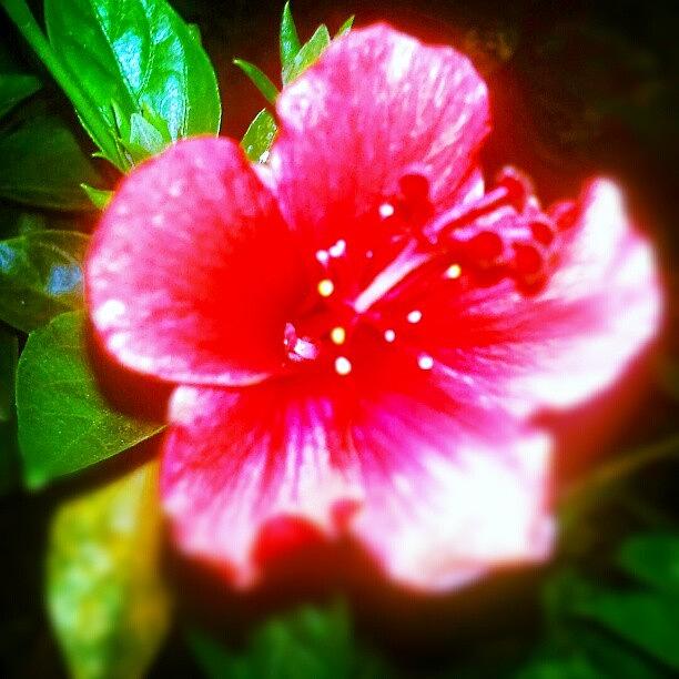 Flowers Still Life Photograph - Flower In My Garden.... #flower #garden by I Gede Widi Hariarta