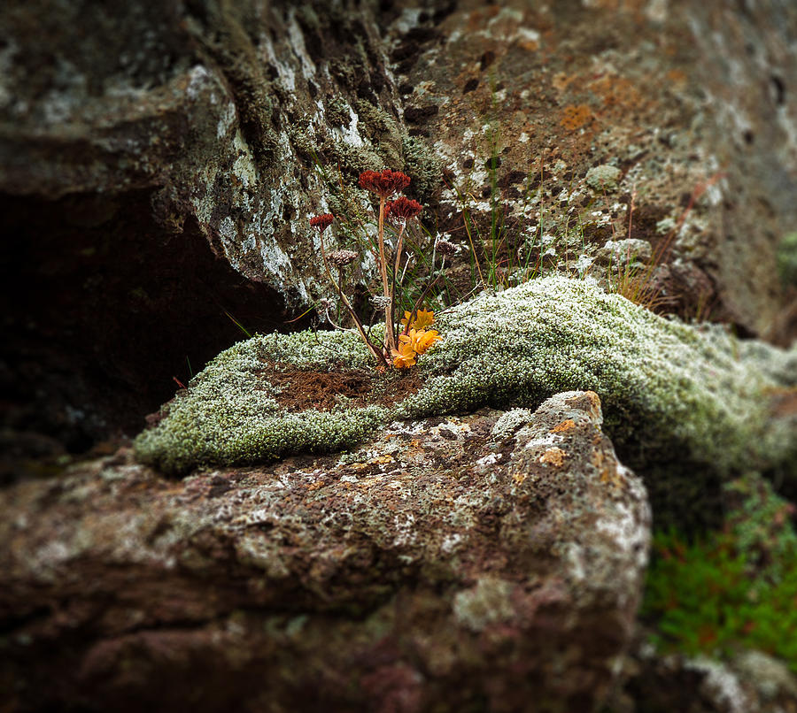 Flower in Pingvellir Photograph by Levin Rodriguez