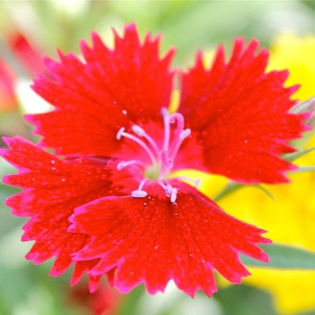 Flower Photograph - Flower In Red  by Justin Connor