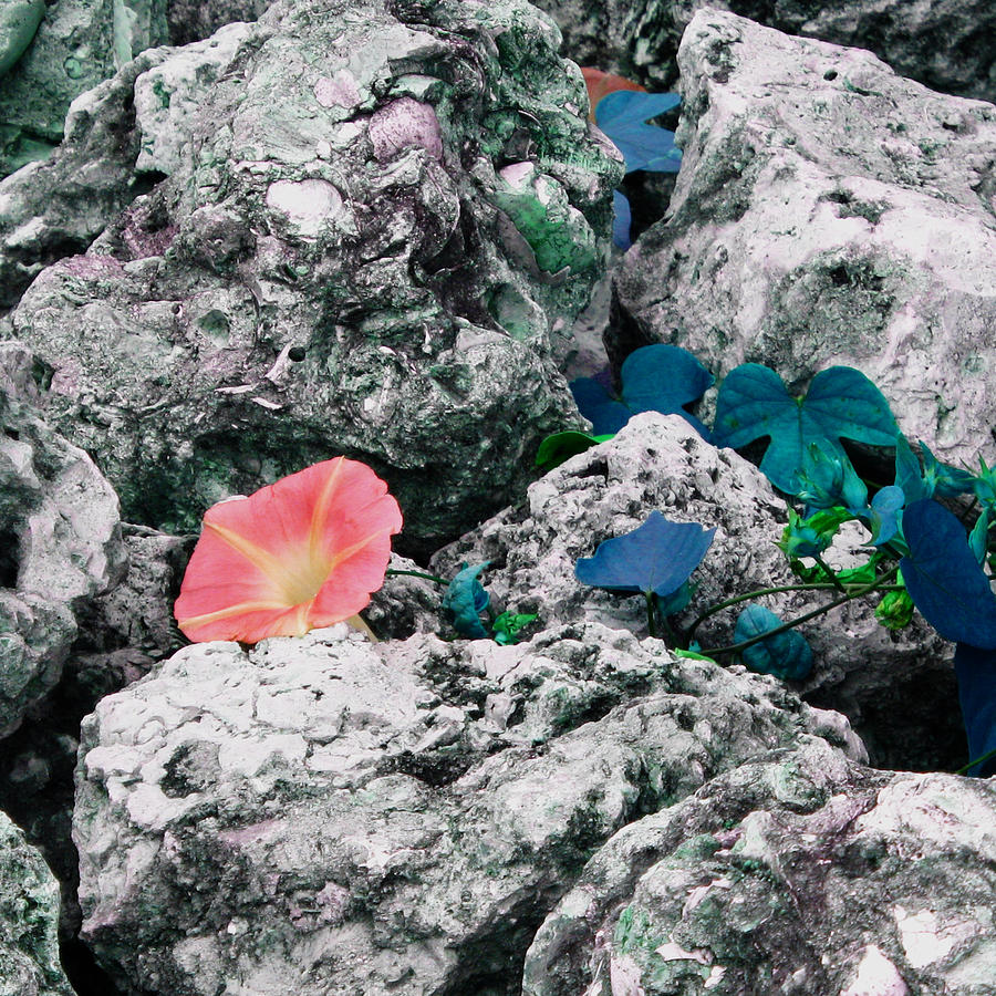 Flower in Rocks Photograph by Patricia Januszkiewicz