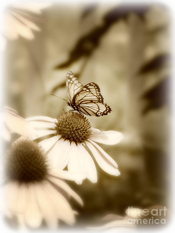 Flower in Sepia with Butterfly Photograph by Lila Fisher-Wenzel