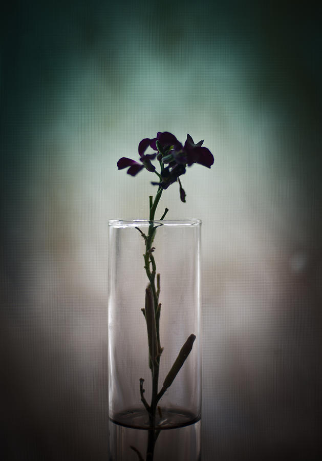 Flower in Vase Photograph by Scott Sawyer