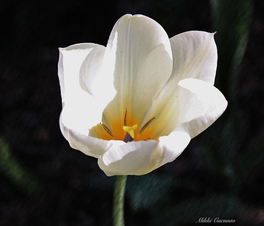 Flower in White Photograph by Mikki Cucuzzo