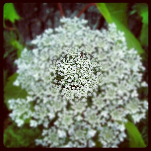 Flowers Still Life Photograph - #flower #lace by Sikena Khadija