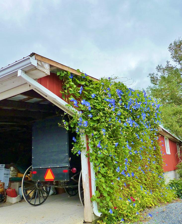Flower Laden Buggy Shed Photograph by Jeanette Oberholtzer