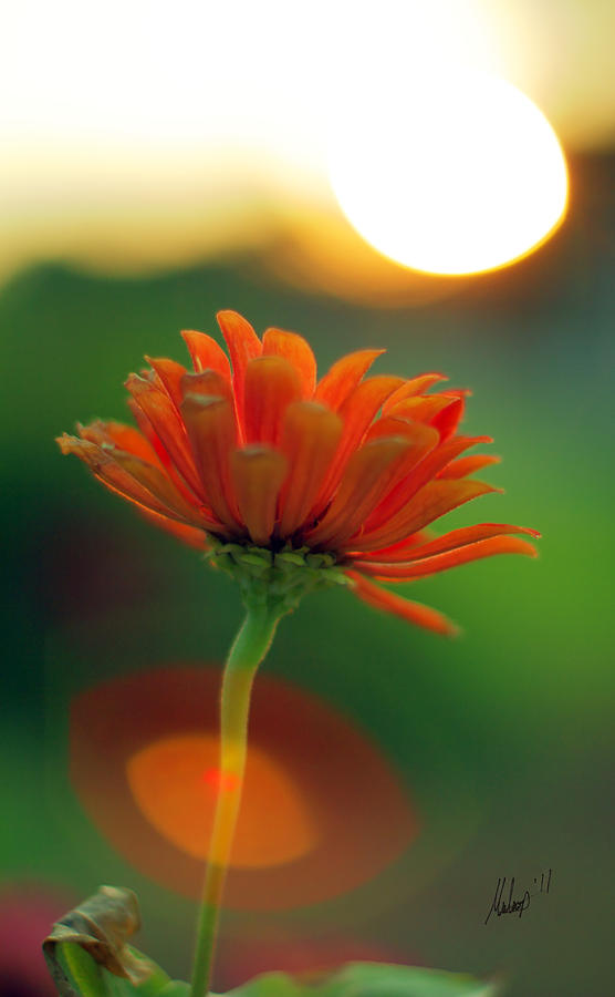 Flower Light Photograph by Chris Multop