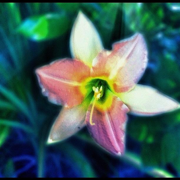 Lily Photograph - #flower #lily #pinklily #instalily by Aaron Justice