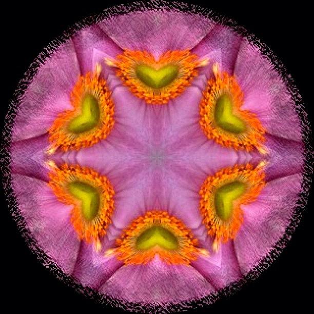 Nature Photograph - #flower #love #hippie #mandala On by Pixie Copley