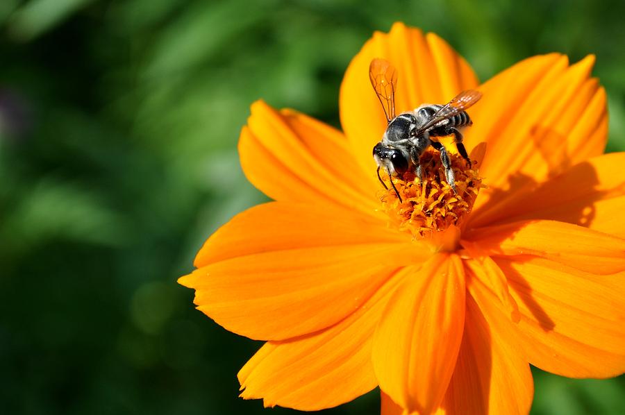 Wildlife Photograph - Flower Love by Kelsey Mayer