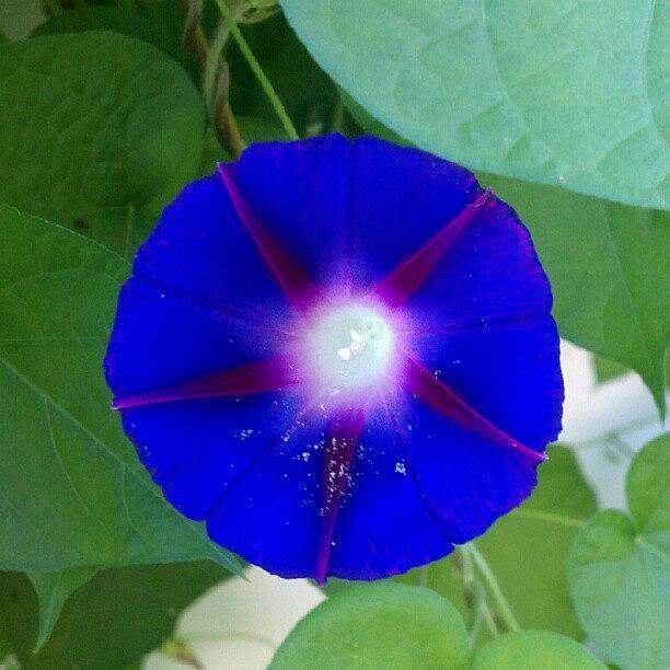 Nature Photograph - #flower #morningglory #nature #blue by Kendra Lipscomb