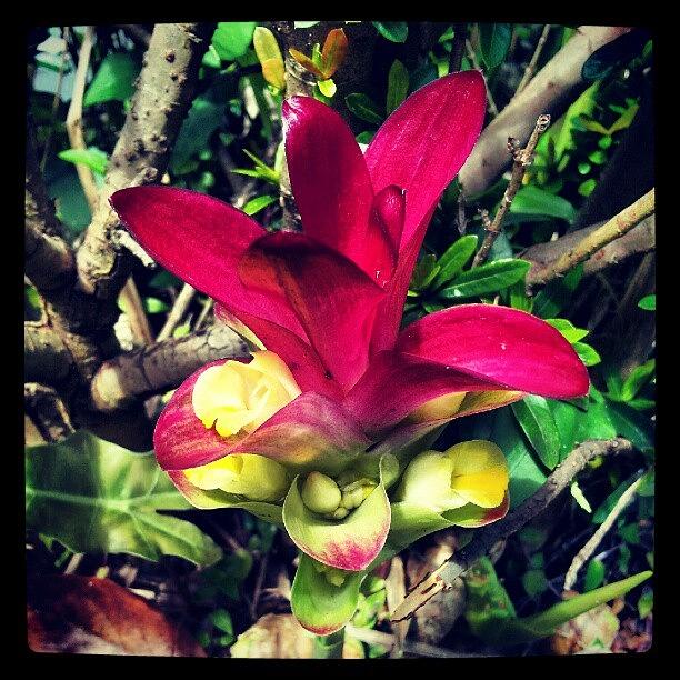 Nature Photograph - #flower #nature #androidphotography by Tania Torres