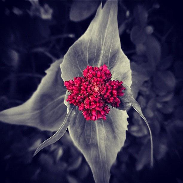 Nature Photograph - #flower #nature #love #tweegram by Christine Cherry