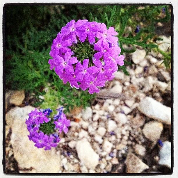 Nature Photograph - #flower #nature #out #side #outside by Macy Jane