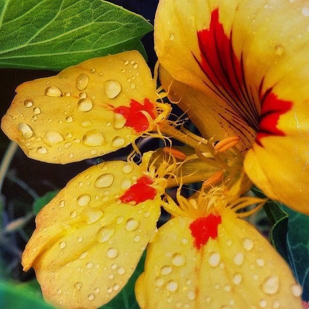 Nature Photograph - #flower #nature #raindrops by Charlotte Ashu