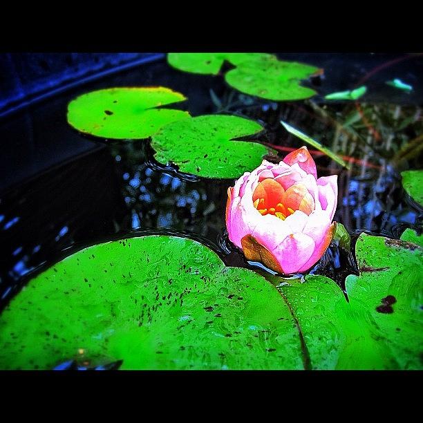 Lily Photograph - #flower #nature #scenery #water by Ryan Richbourg