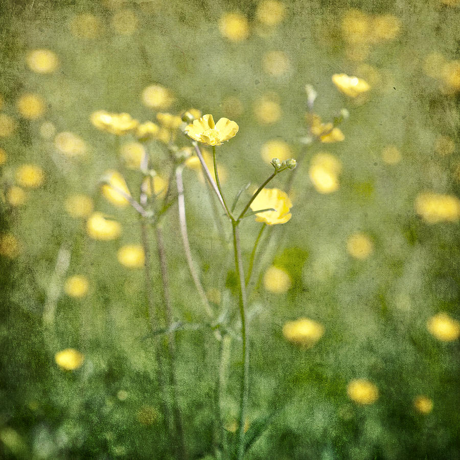 Flower Photograph - Flower of a buttercup in a sea of yellow flowers by Joana Kruse