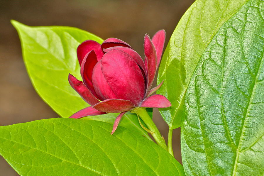 Flower of Eden Photograph by Eve Spring - Fine Art America