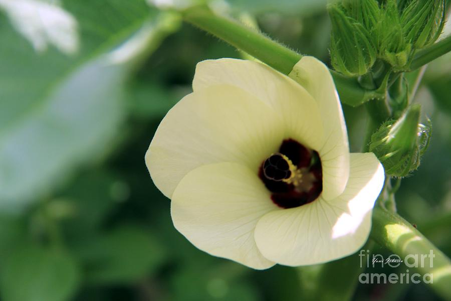 flower of Okra plant Photograph by Yumi Johnson
