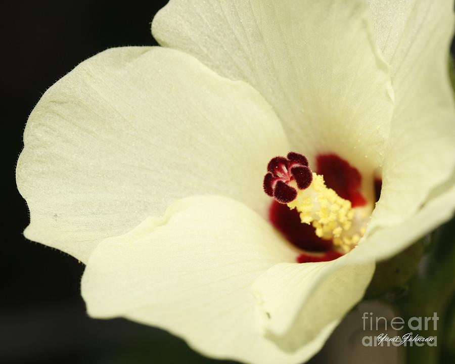 Flower of Okra Photograph by Yumi Johnson