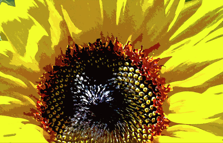 Flower of the Sun Photograph by Greg Sharpe