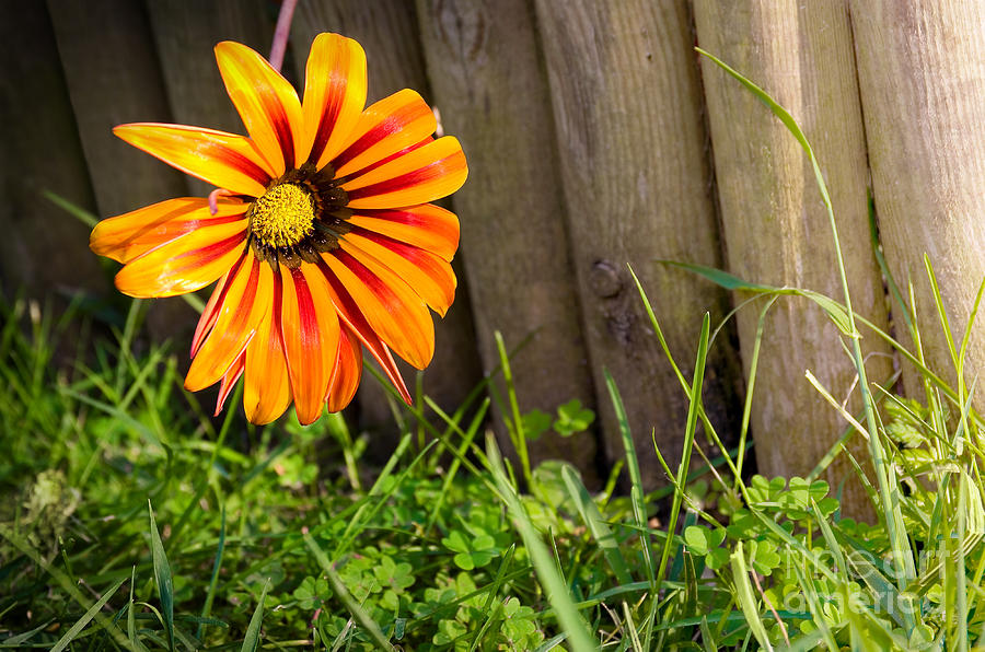 Fall Photograph - Flower on fence by Carlos Caetano