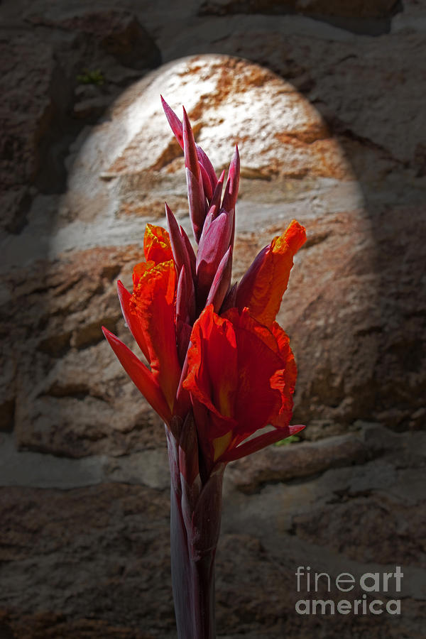 Nature Photograph - Flower on Stone by Robert Sander