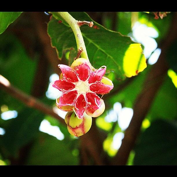 Nature Photograph - Flower Or Fruit?? Another Wonder Of by Ahmed Oujan
