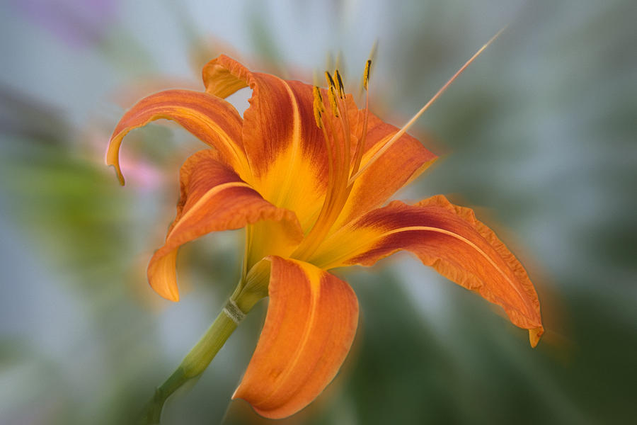 Flower Orange Photograph