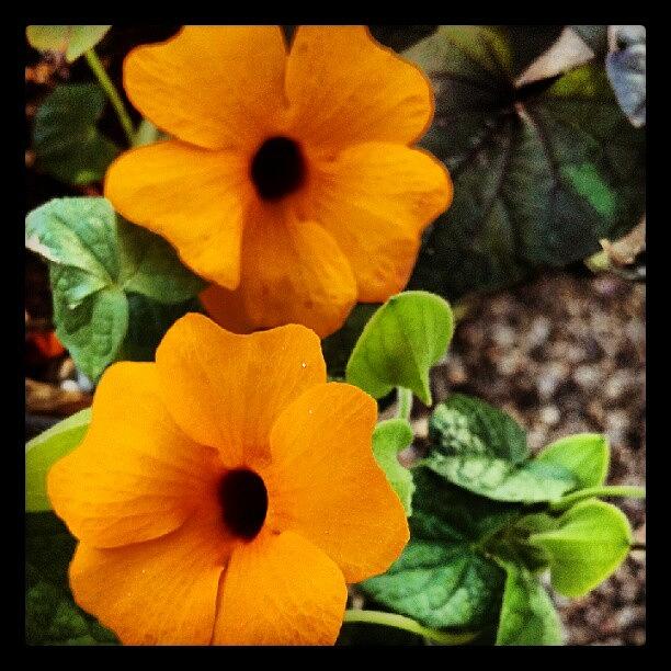 Summer Photograph - #flower #orange #pretty #colors #summer by Emily Nielsen