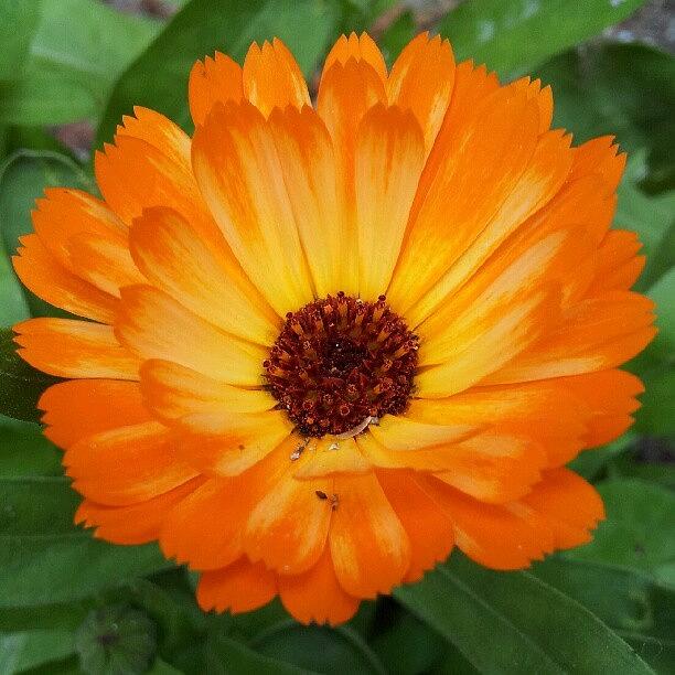 Cool Photograph - #flower #orange #wild #marigold by Maria Venelinova