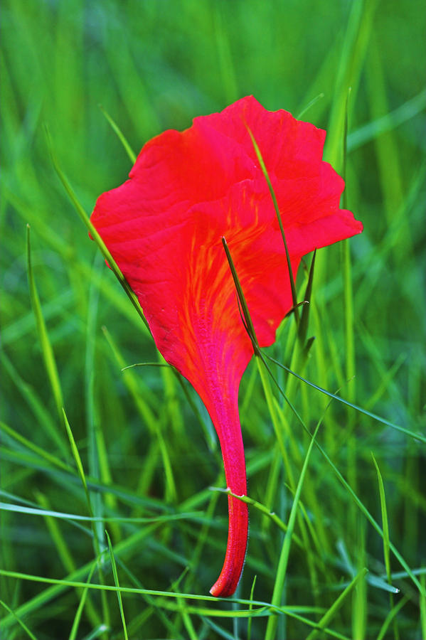 Flower petal and Grass- St Lucia Photograph by Chester Williams