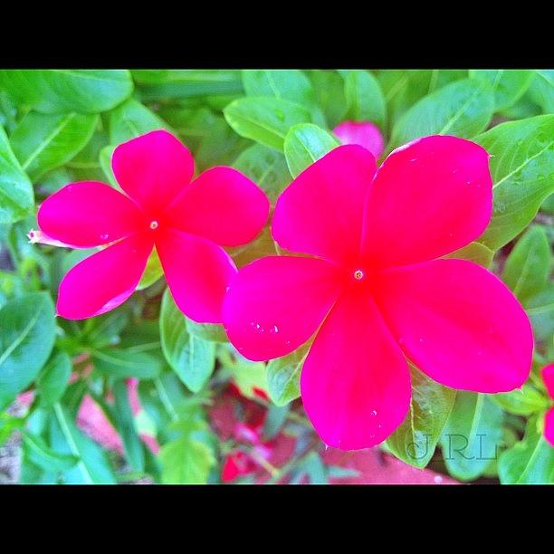 Nature Photograph - #flower #petal #pink #rose #gmy #green by Jorge Ramirez