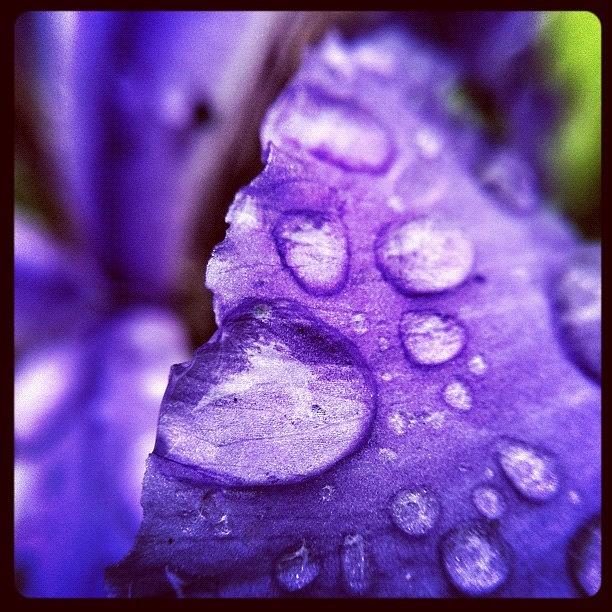 Nature Photograph - #flower #petal #purple #rain by Jason Fang