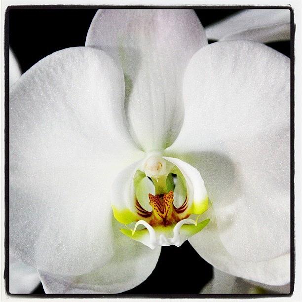 Flower Photograph - #flower #photography #white by Kim Szyszkiewicz