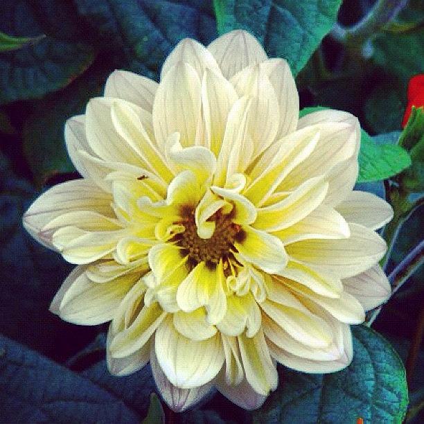 Flower Photograph - #flower #picoftheday #instagram by Sil Bercianos