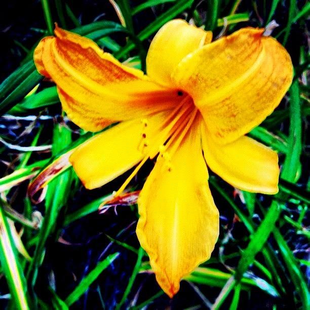 Plant Photograph - #flower #picoftheday #yellow #orange by Katie Williams Plant Photograph - #flower #picoftheday #yellow #orange by Katie Williams