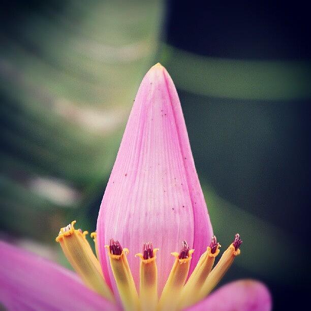 Nature Photograph - #flower #pink #banana #nature by Yoyo Ijonk