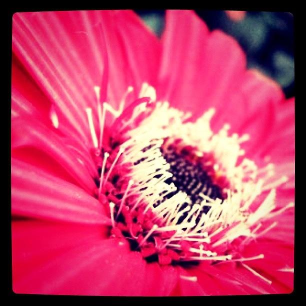 Nature Photograph - #flower #pink #gerbera by Angeline Mae