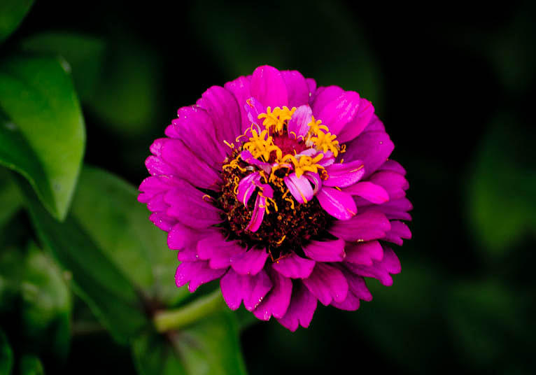 Flower Pink Photograph by Joris Shaw