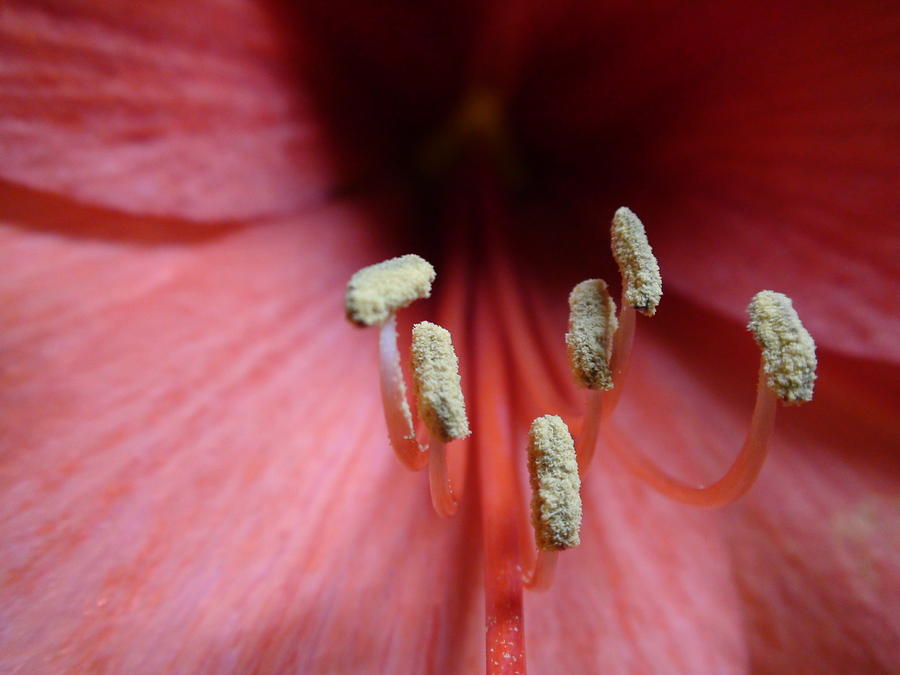 Flowers Still Life Photograph - Flower Pink by Sean M