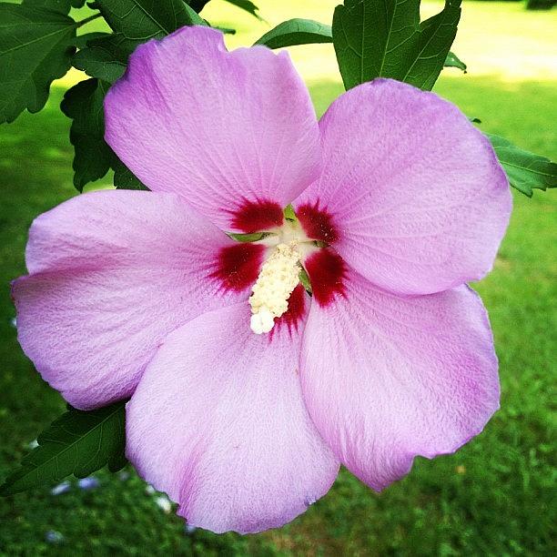 Summer Photograph - #flower #pink #summer #nature #beauty by Jamie Simpson