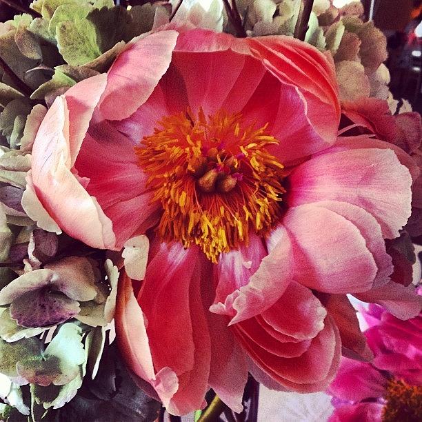 Flowers Still Life Photograph - #flower #pink #wedding #hiltonhead by Jamie Simpson