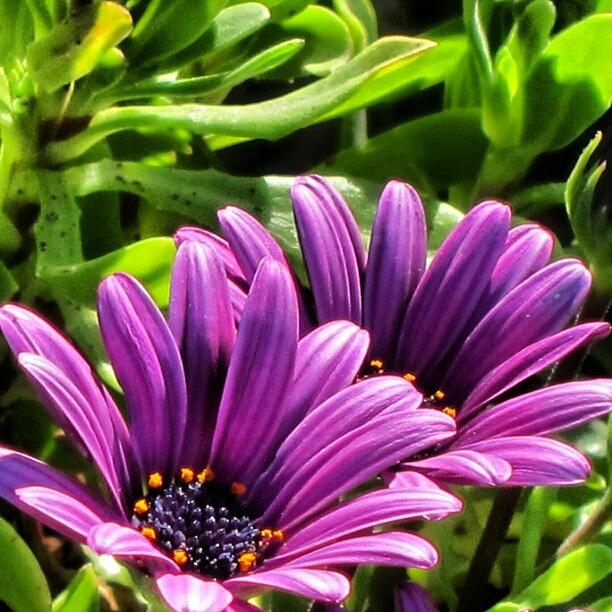 Nature Photograph - Flower Power  by Laura Doty