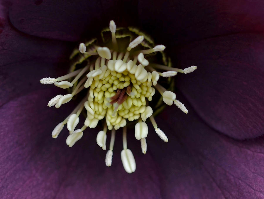 Flower Photograph - Flower Power by Lisa Phillips