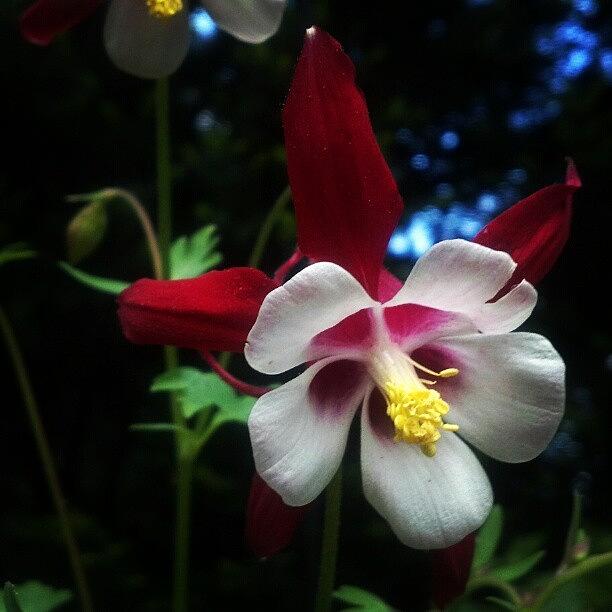 Nature Photograph - #flower #red #white #yellow #pretty by Bex C