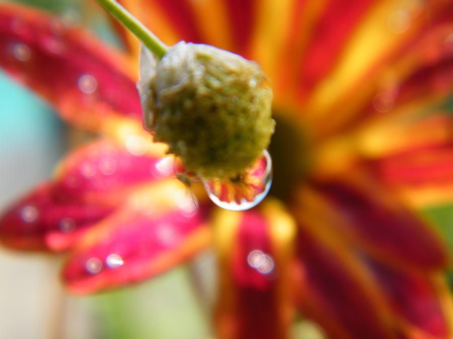 Flower Reflection Photograph By Karen Kymla - Fine Art America