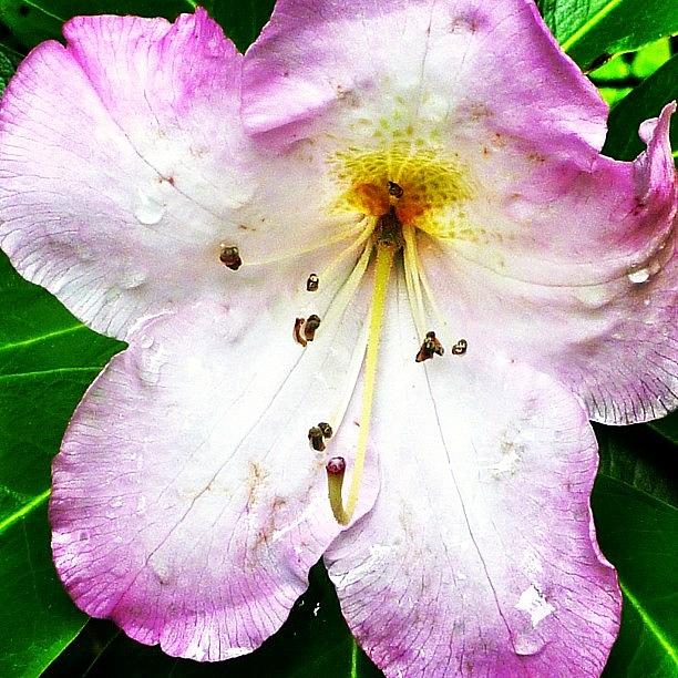 Nature Photograph - #flower #rhododendron #water #rain by Bex C