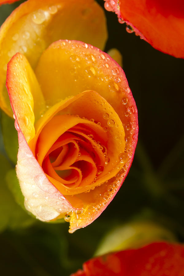 Nature Photograph - Flower Rieger Begonia 5 by John Brueske