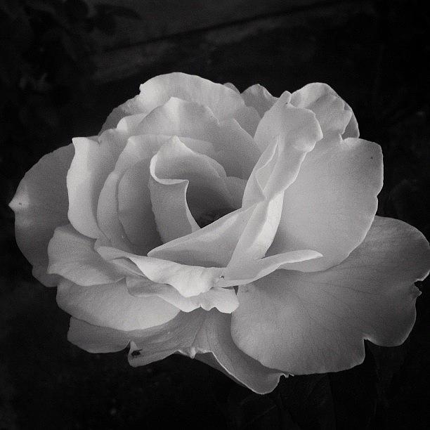 Nature Photograph - #flower #rose #garden #plant by Mark Jackson